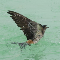 Eastern Red-rumped Swallow